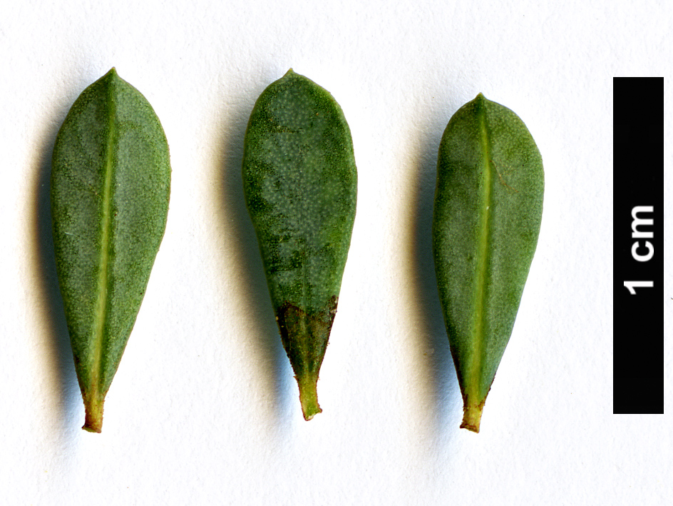 High resolution image: Family: Thymelaeaceae - Genus: Daphne - Taxon: jasminea - SpeciesSub: subsp. jarmilae
